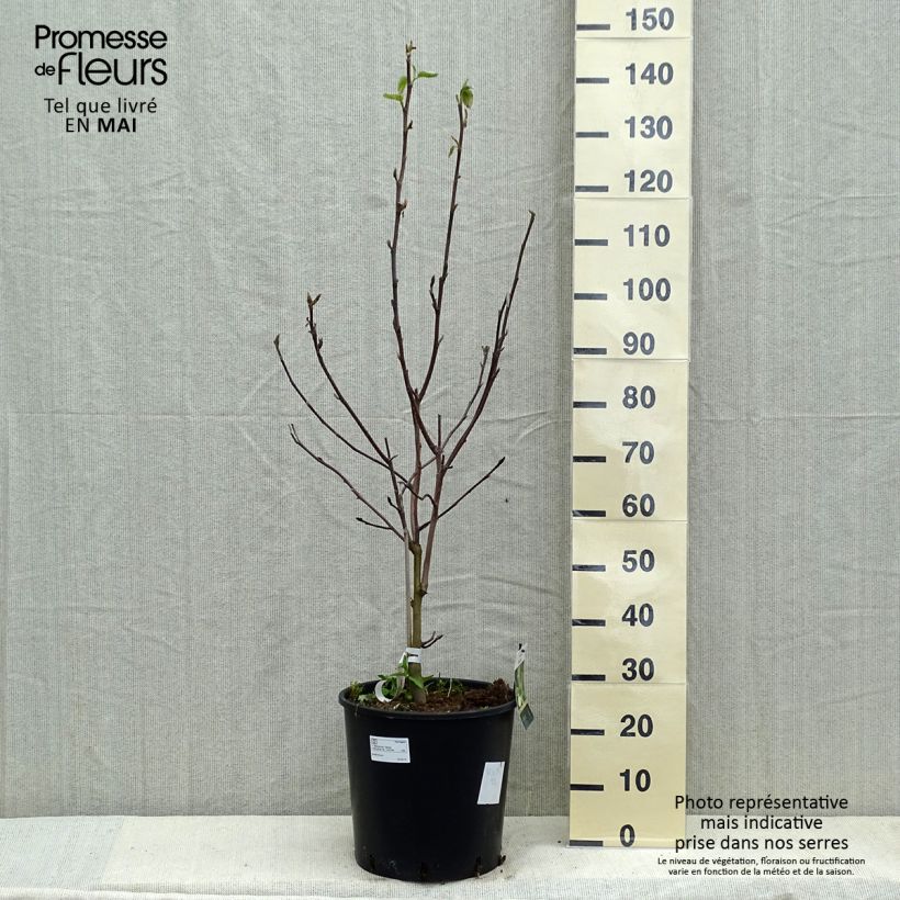 Magnolia Daphne Vaso da 12L/15L esemplare consegnato in primavera