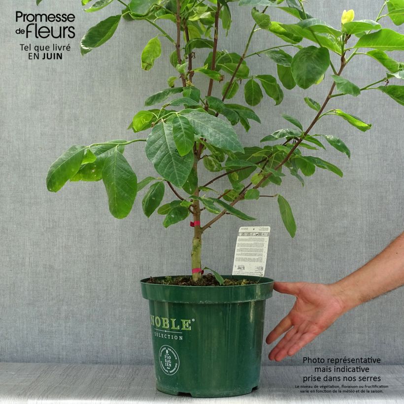 Esemplare di Magnolia Daphne Vaso da 4L/5L consegnato in estate