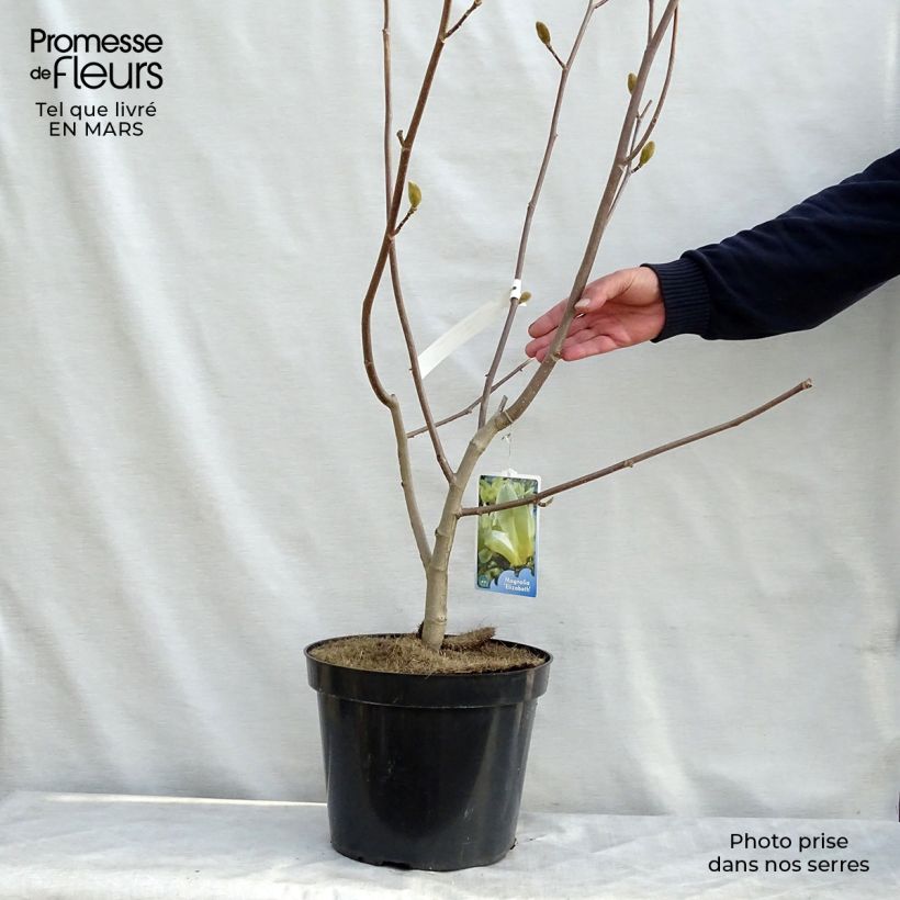 Magnolia Elisabeth Vaso da 7,5L/10L esemplare consegnato in primavera