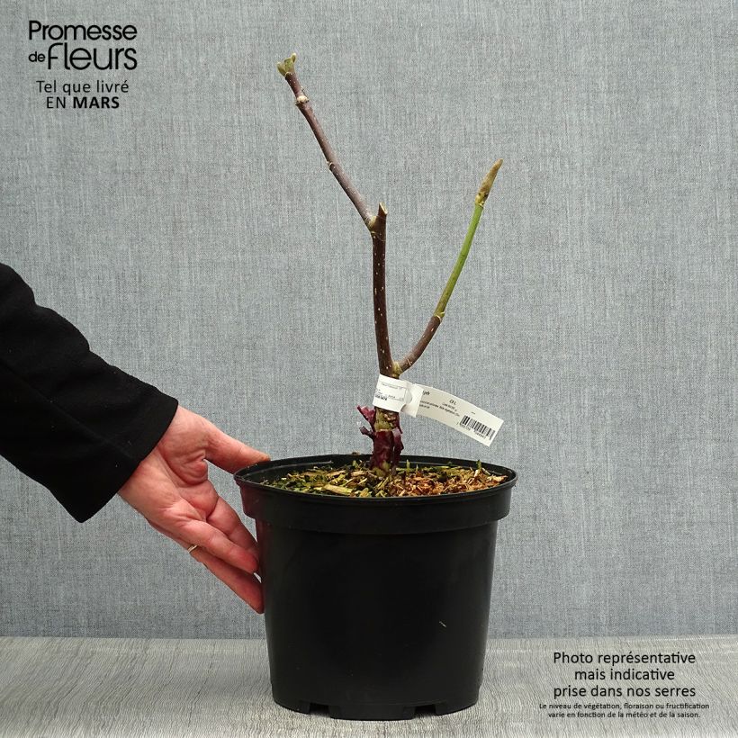 Magnolia Felix Jury Pot de 4L/5L esemplare consegnato in primavera