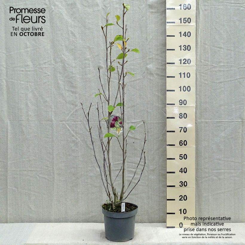 Esemplare di Magnolia Genie Vaso da 4L/5L come consegnato in autunno