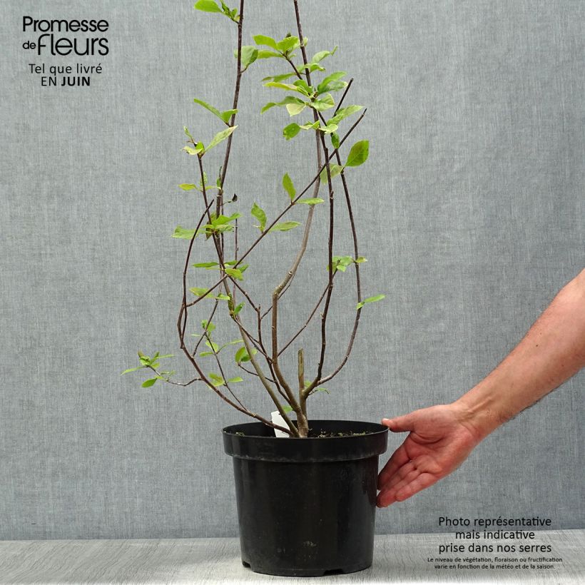 Magnolia Genie Vaso da 4L/5L esemplare consegnato in primavera