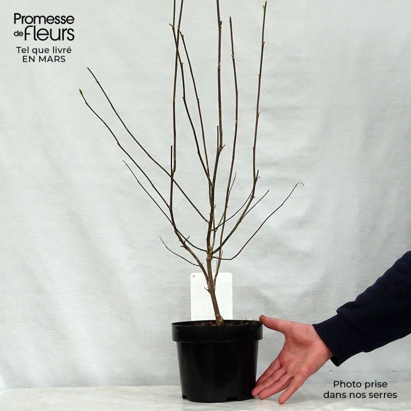 Magnolia George Henry Kern Vaso da 3L/4L esemplare consegnato in primavera