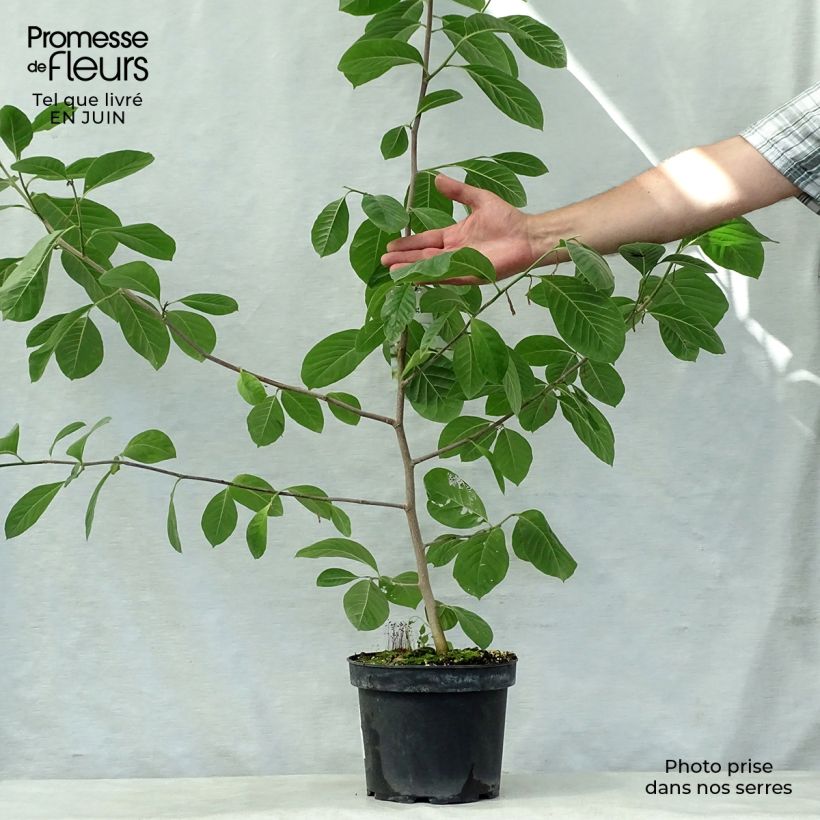 Esemplare di Magnolia Gold Star Vaso da 4L/5L consegnato in estate