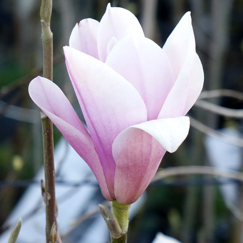 Magnolia Heaven Scent (Fioritura)