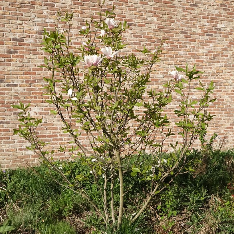 Magnolia Heaven Scent (Porto)