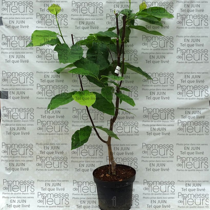 Esempio di esemplare Magnolia Honey Tulip Vaso da 4L/5L come consegnato