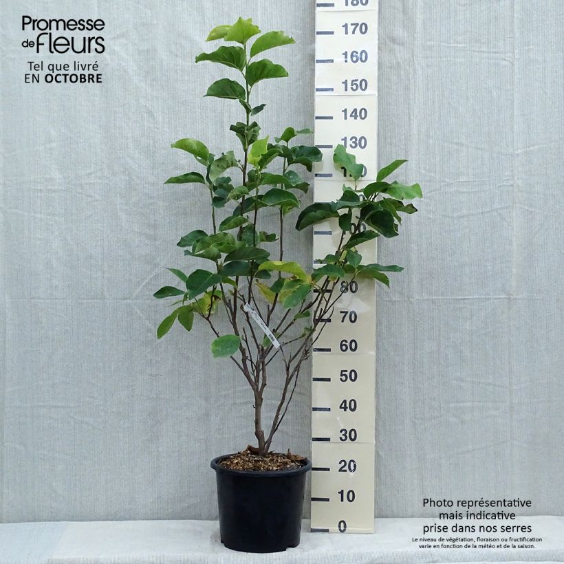 Esemplare di Magnolia soulangeana Andre Leroy Vaso da 7,5L/10L come consegnato in autunno