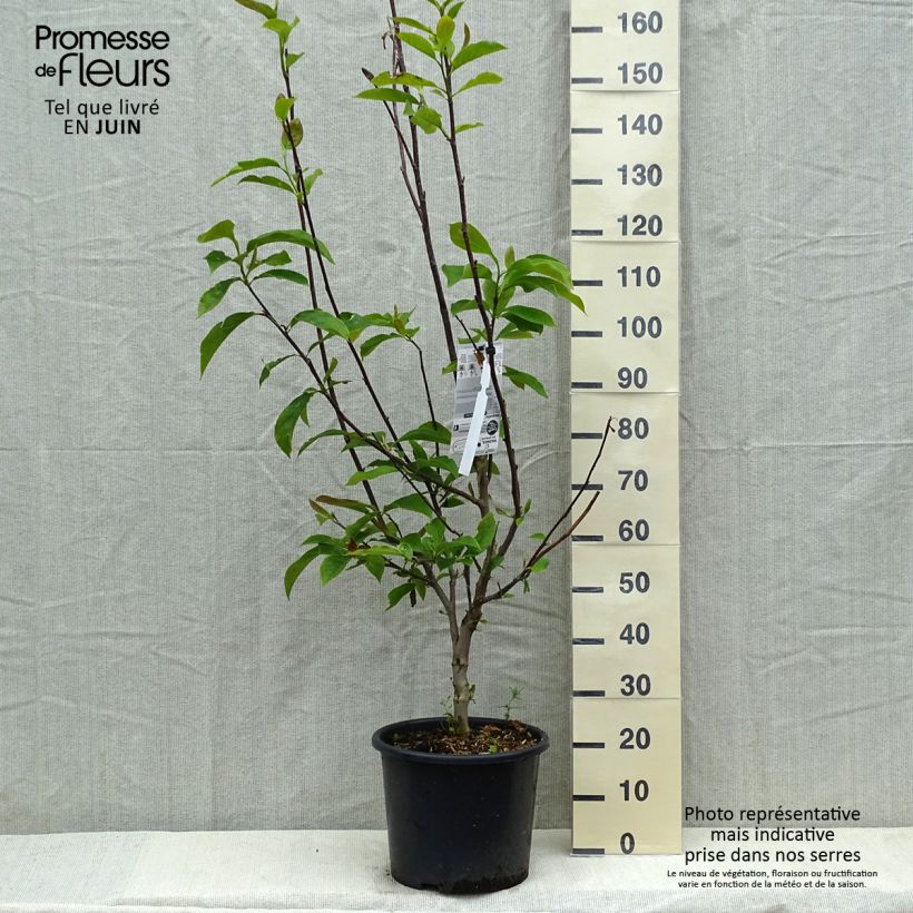 Magnolia soulangeana Andre Leroy Vaso da 7,5L/10L esemplare consegnato in primavera