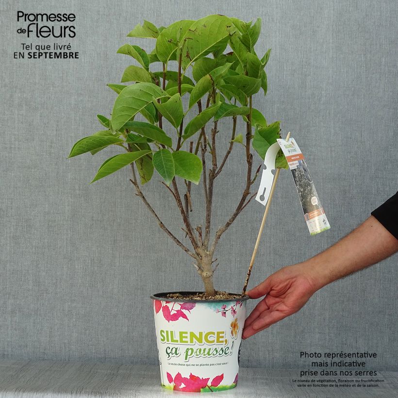 Esemplare di Magnolia Manchu Fan Vaso da 4L/5L consegnato in estate