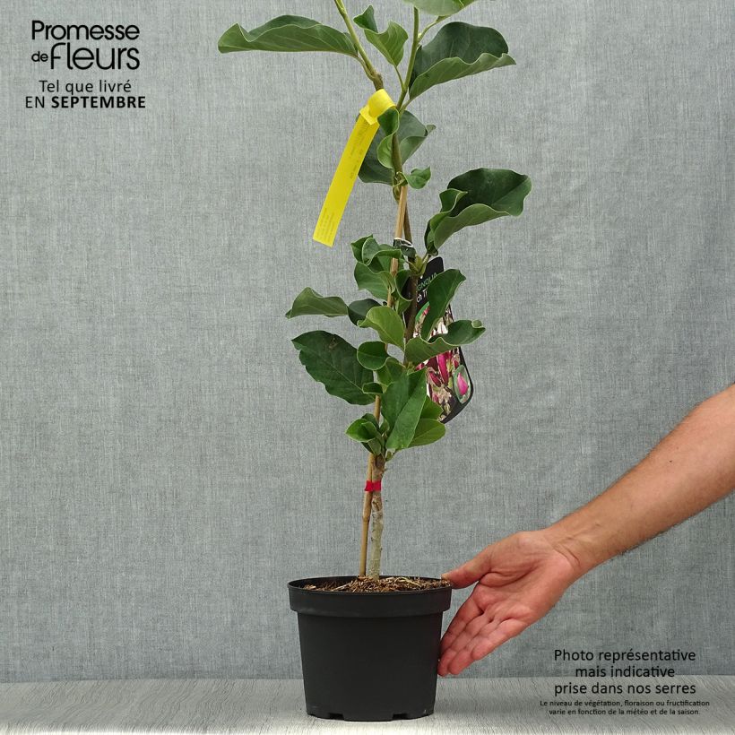 Esemplare di Magnolia March Till Frost Vaso da 2L/3L come consegnato in autunno