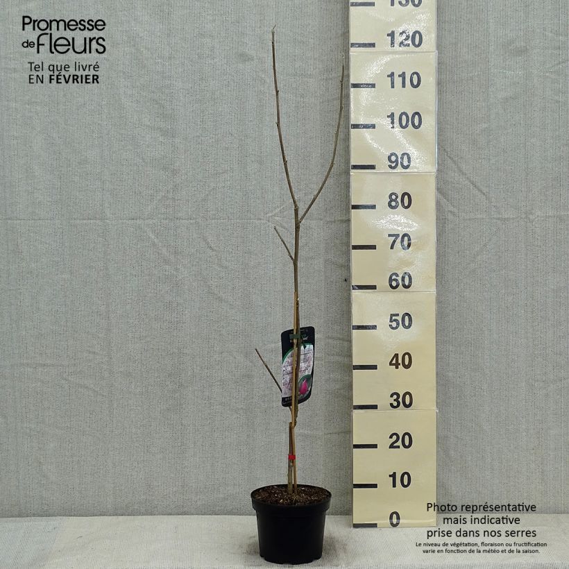 Magnolia March Till Frost Vaso da 2L/3L esemplare consegnato in inverno