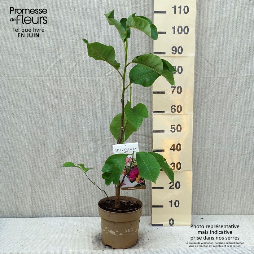 Esemplare di Magnolia soulangeana Meganolia Vaso da 6L/7L consegnato in estate