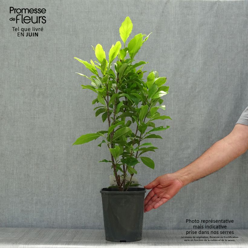 Esemplare di Magnolia Susan Vaso da 3L/4L consegnato in estate