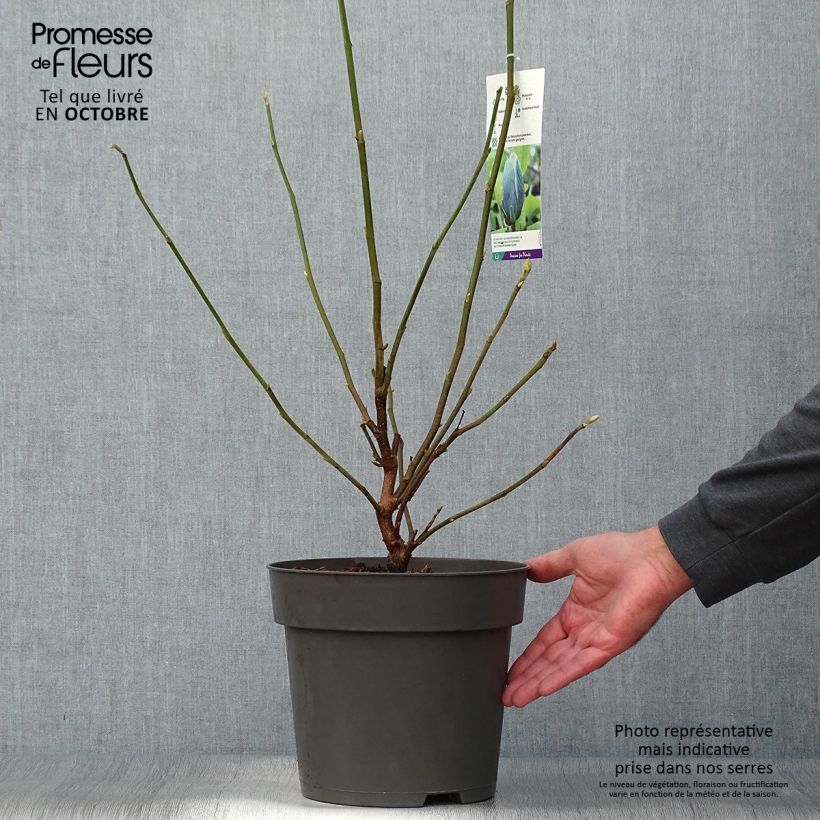 Esemplare di Magnolia acuminata Blue Baby Vaso da 6L/7L come consegnato in autunno