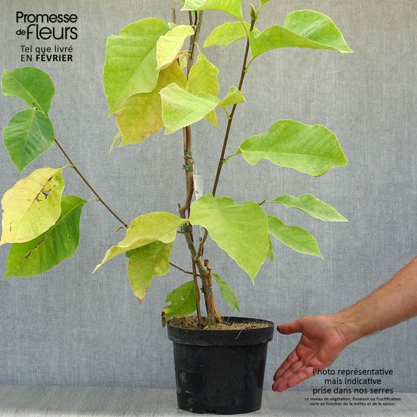 Esemplare di Magnolia Eva Maria Vaso da 4L/5L come consegnato in autunno