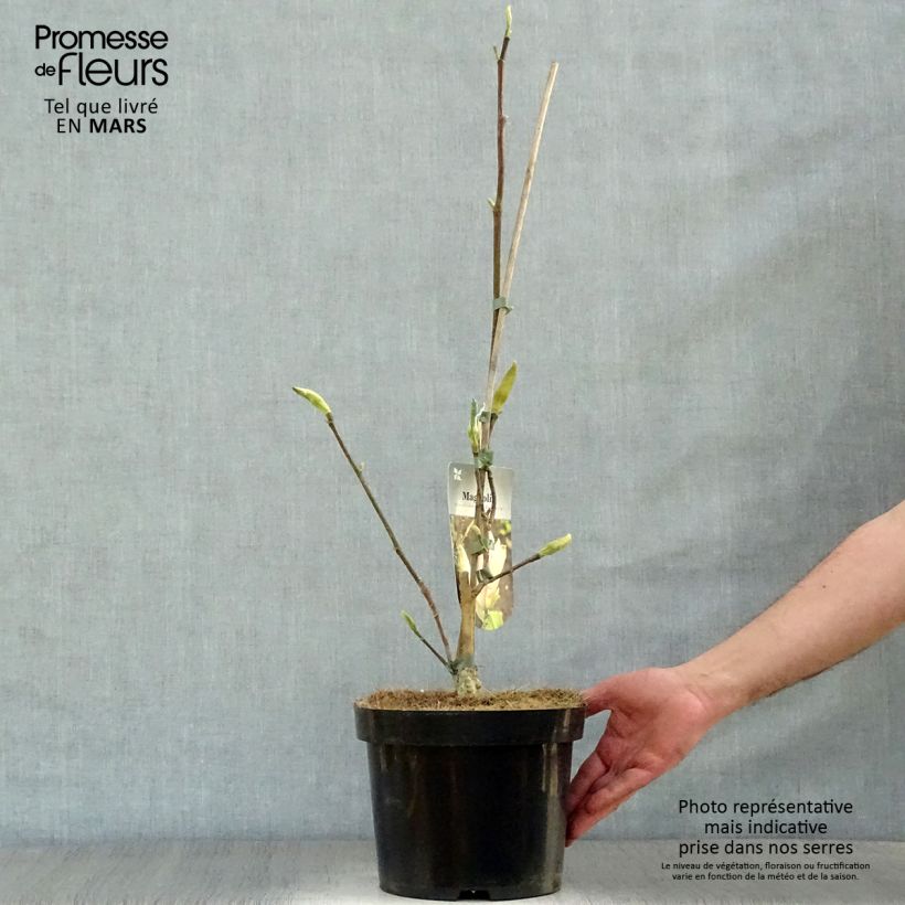 Magnolia Eva Maria Vaso da 4L/5L esemplare consegnato in primavera