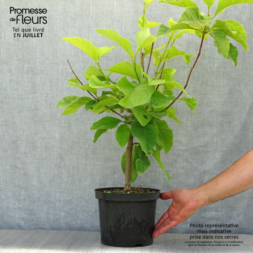 Esemplare di Magnolia Yellow Bird Vaso da 3L/4L consegnato in estate