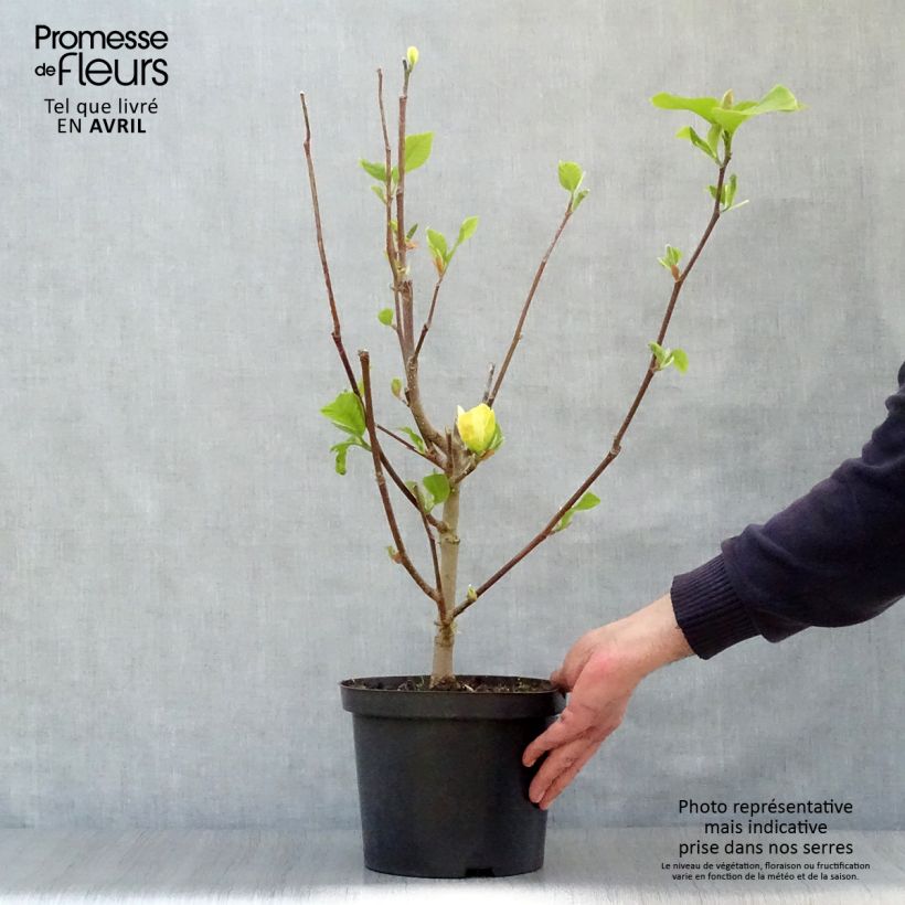 Magnolia Yellow Bird Vaso da 3L/4LAltezza consegnata circa 40/60cm esemplare consegnato in primavera