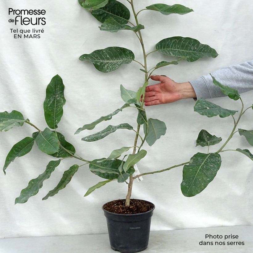 Magnolia delavayi Vaso da 3L/4L esemplare consegnato in primavera