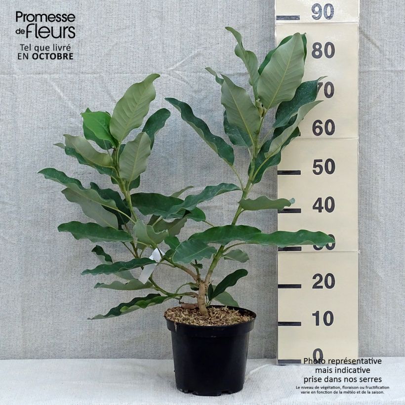 Esemplare di Magnolia delavayi Vaso da 3L/4L come consegnato in autunno