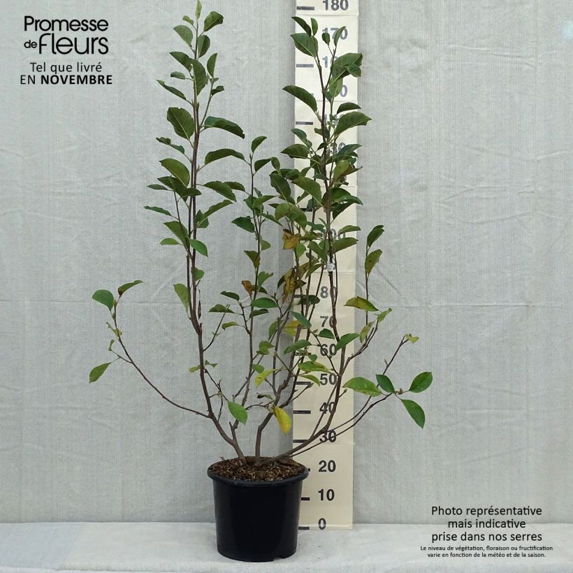 Esemplare di Magnolia denudata Festirose Vaso da 7,5L/10L come consegnato in autunno