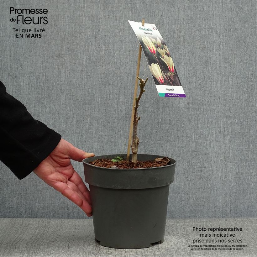 Magnolia denudata Sunrise Vaso da 3L/4L esemplare consegnato in primavera