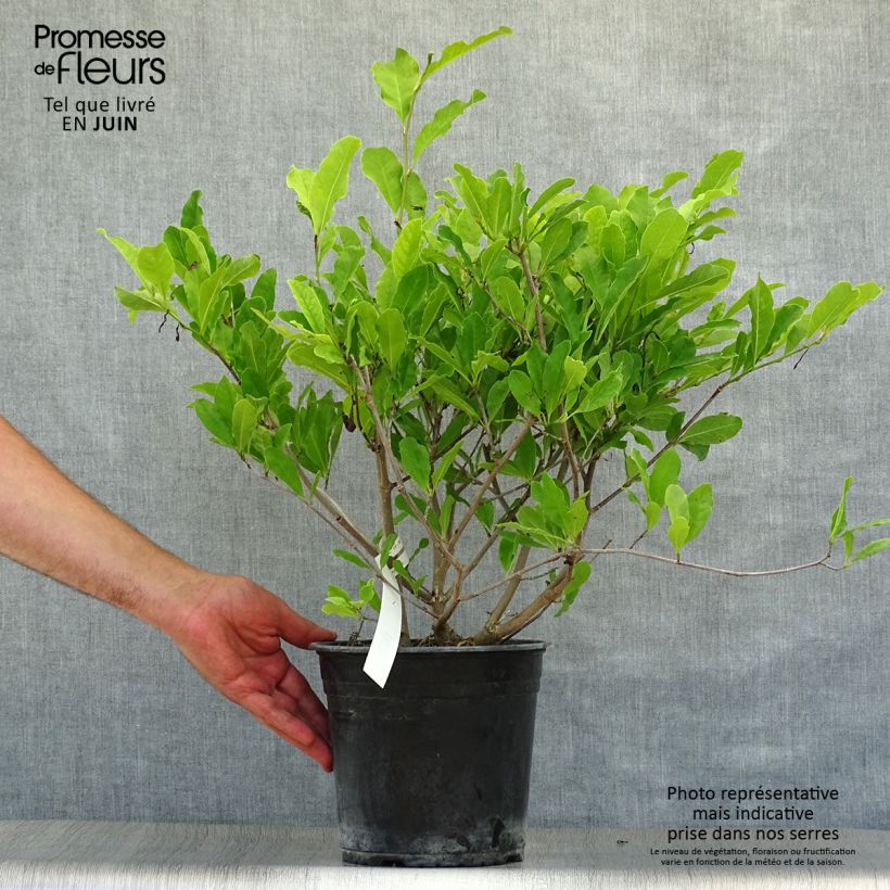 Esemplare di Magnolia stellata Waterlily Vaso da 4L/5L consegnato in estate
