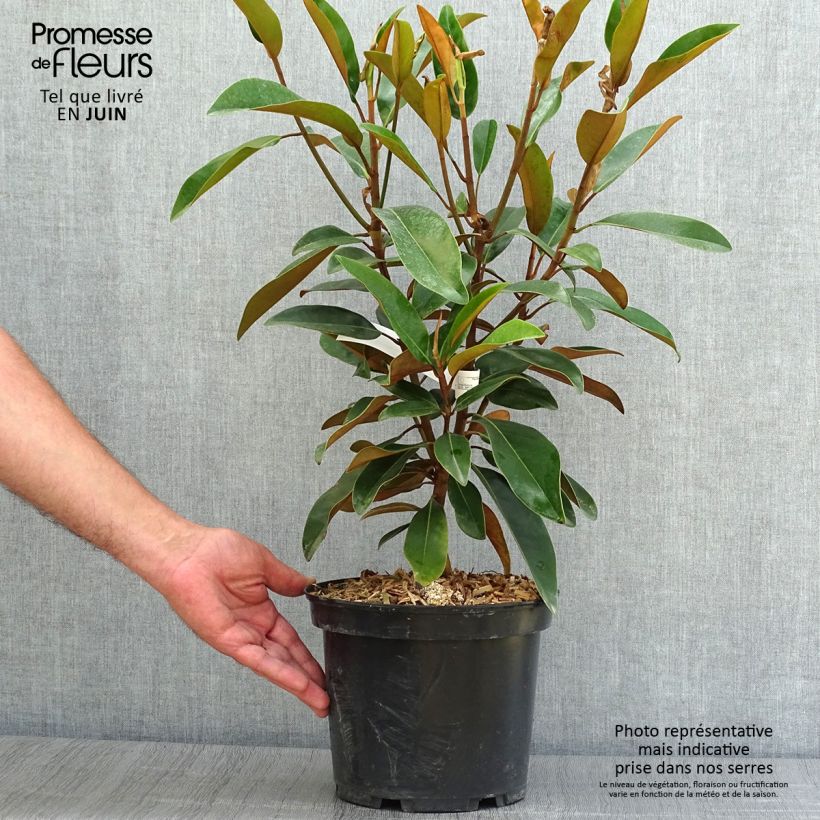 Esemplare di Magnolia grandiflora Alta Vaso da 4L/5L consegnato in estate