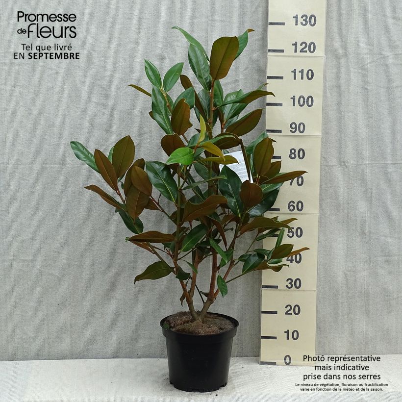 Esemplare di Magnolia grandiflora Galissoniere Vaso da 7,5L/10L consegnato in estate