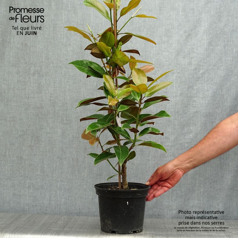 Esemplare di Magnolia grandiflora Galissoniere Vaso da 4L/5L consegnato in estate