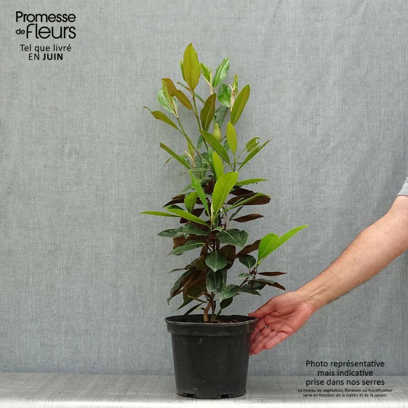 Esemplare di Magnolia grandiflora Little Gem Vaso da 3L/4L consegnato in estate