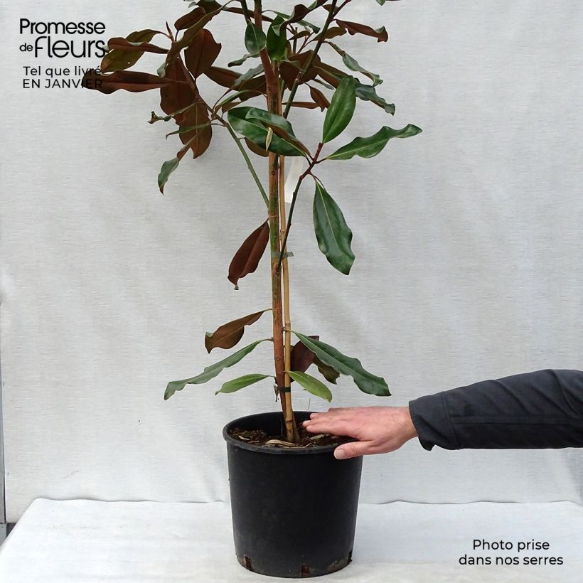 Magnolia grandiflora Purpan Vaso da 7,5L/10L esemplare consegnato in inverno