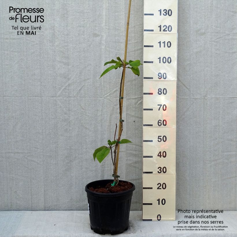 Magnolia hypoleuca Vaso da 4L/5L esemplare consegnato in primavera
