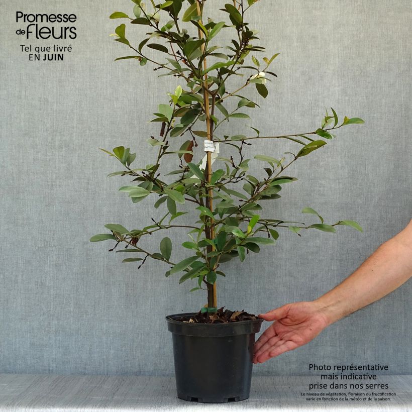 Esemplare di Magnolia laevifolia Achteraan Vaso da 4L/5L consegnato in estate