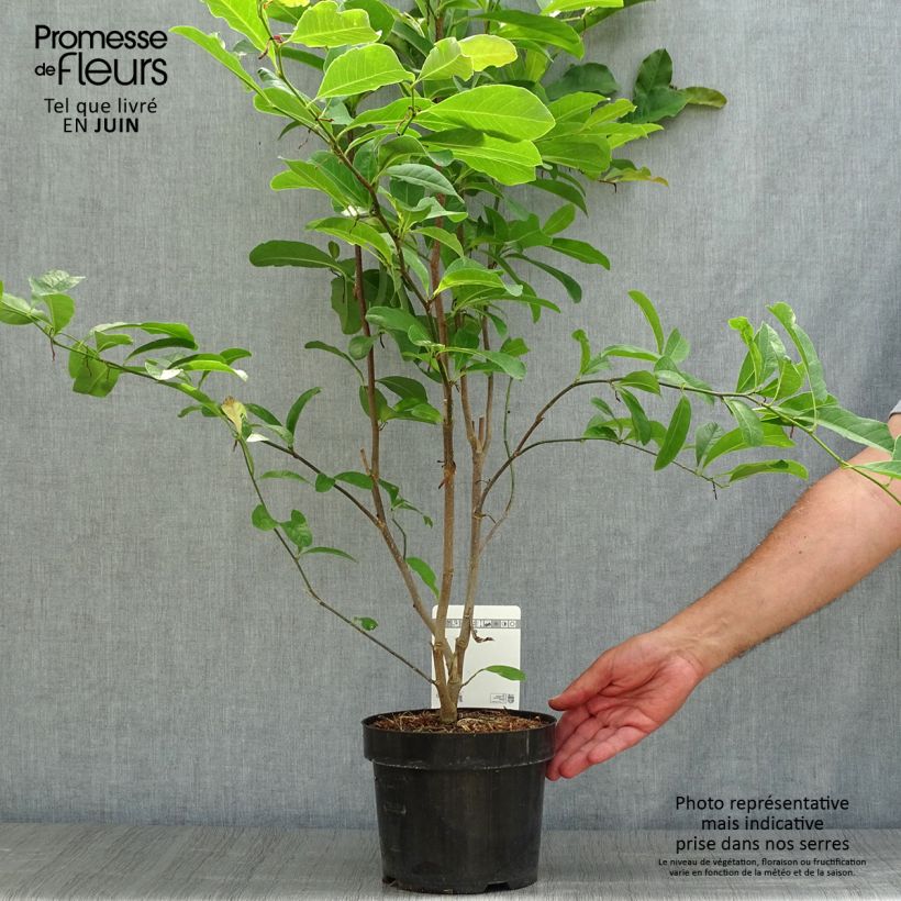 Esemplare di Magnolia Leonard Messel Vaso da 3L/4L consegnato in estate