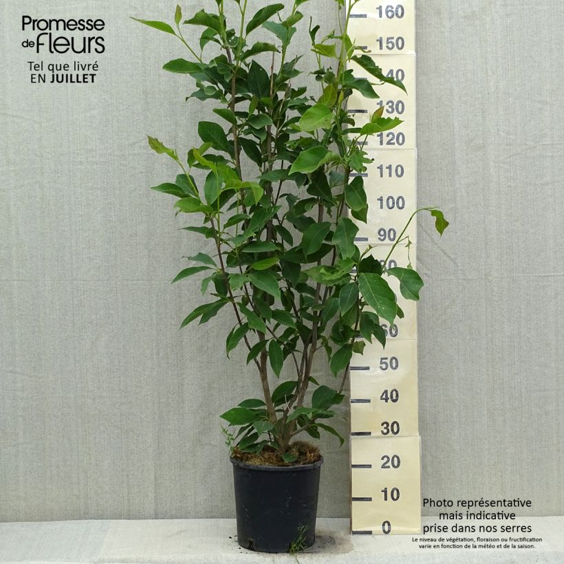 Esemplare di Magnolia Merrill Vaso da 7,5L/10L consegnato in estate