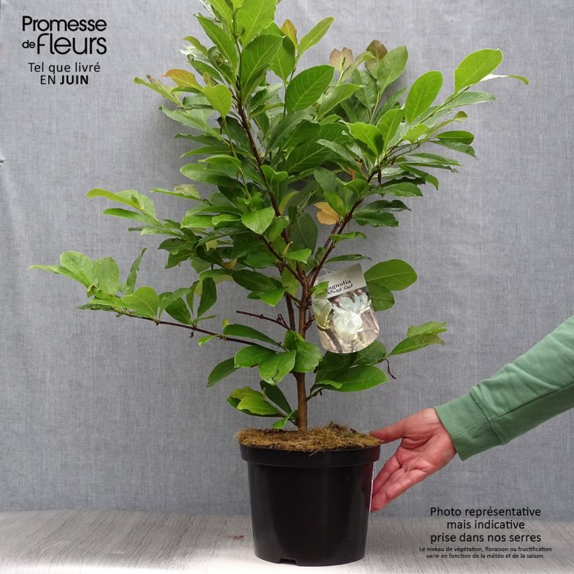 Esemplare di Magnolia Wildcat Vaso da 4L/5L consegnato in estate