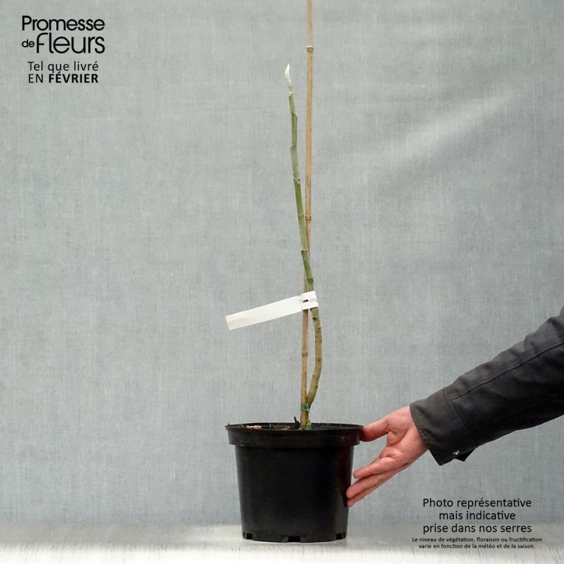 Magnolia macrophylla Vaso da 4L/5L esemplare consegnato in inverno