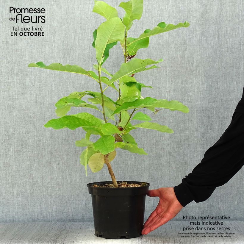 Esemplare di Magnolia officinalis var. biloba Vaso da 4L/5L come consegnato in autunno