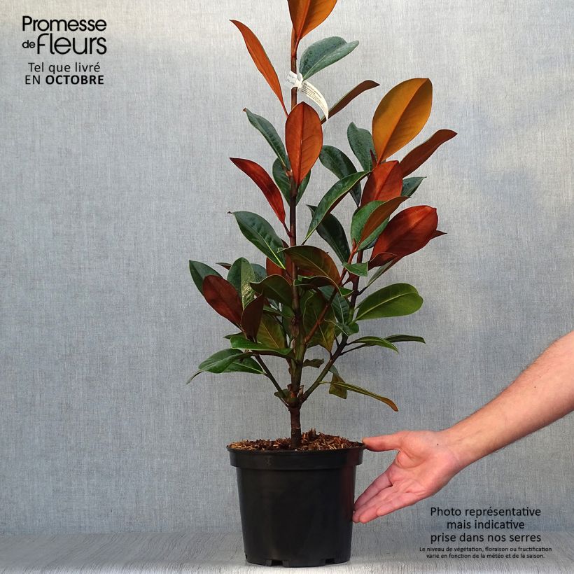 Esemplare di Magnolia grandiflora D.d. blanchard Vaso da 4L/5L come consegnato in autunno