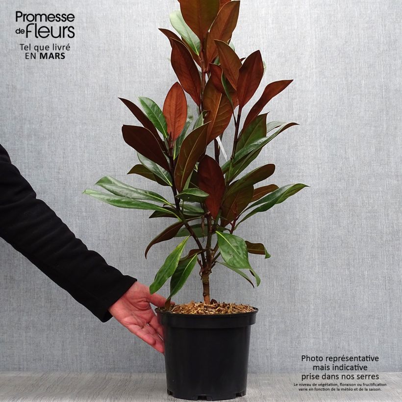 Magnolia grandiflora D.d. blanchard Vaso da 4L/5L esemplare consegnato in primavera