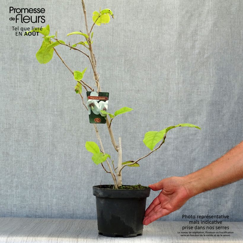Esemplare di Magnolia sieboldii Vaso da 3L/4L consegnato in estate