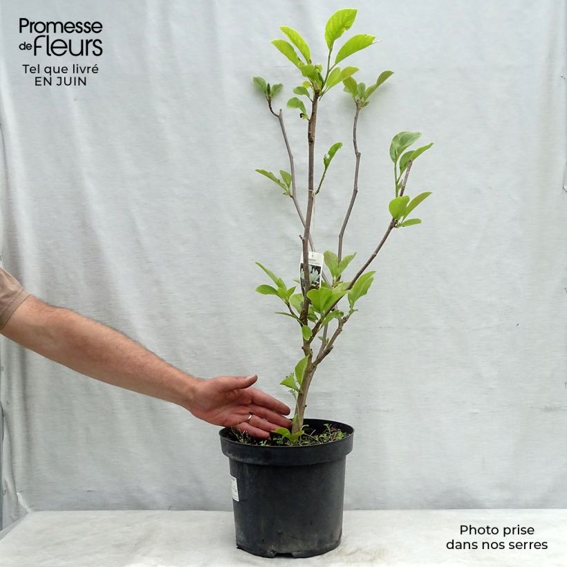 Esemplare di Magnolia soulangeana Alba Superba Vaso da 7,5L/10L consegnato in estate