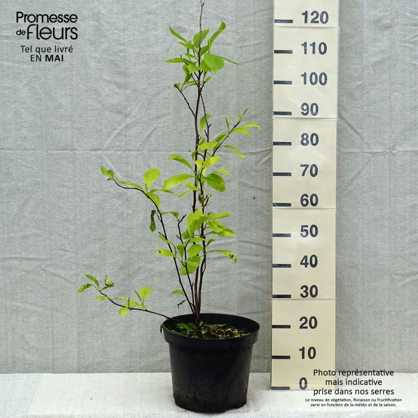 Magnolia soulangeana Vaso da 7,5L/10L esemplare consegnato in primavera