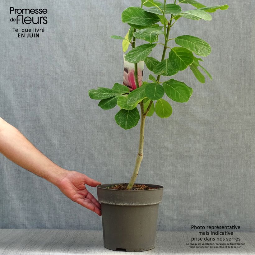 Esemplare di Magnolia Pink Beauty Vaso da 6L/7L consegnato in estate