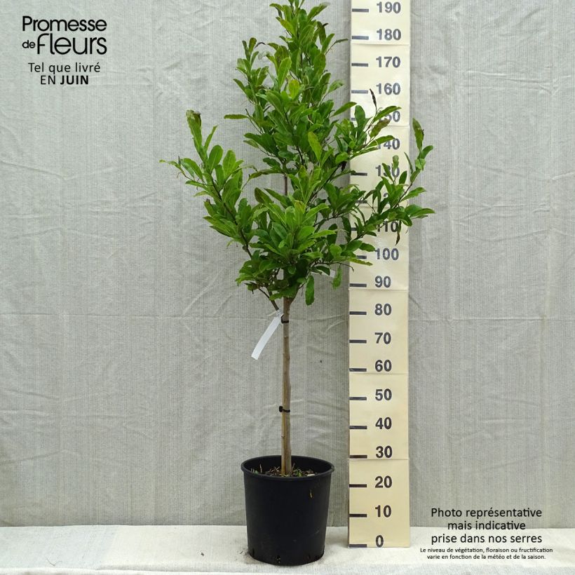 Magnolia stellata Vaso da 18L/20L esemplare consegnato in primavera