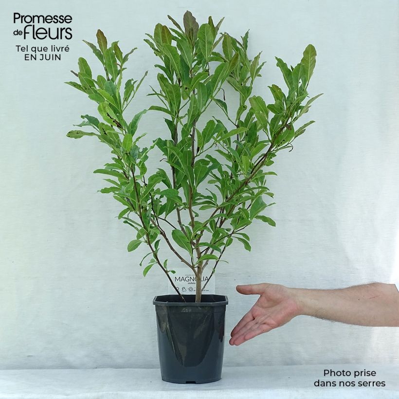 Esemplare di Magnolia stellata Vaso da 2L/3L consegnato in estate