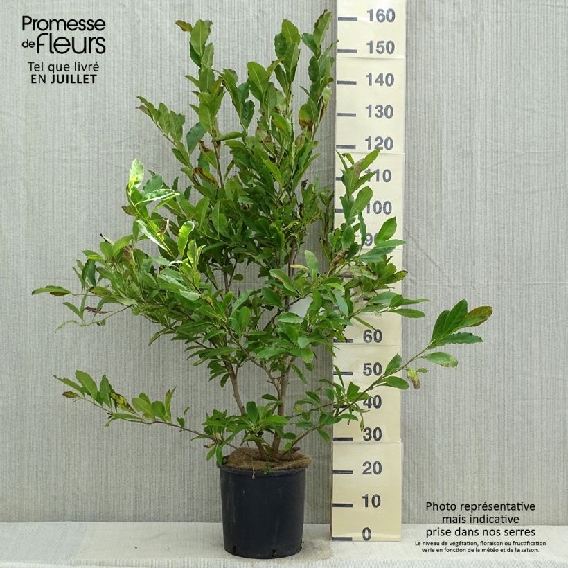 Esemplare di Magnolia stellata Royal Star Vaso da 12L/15L consegnato in estate