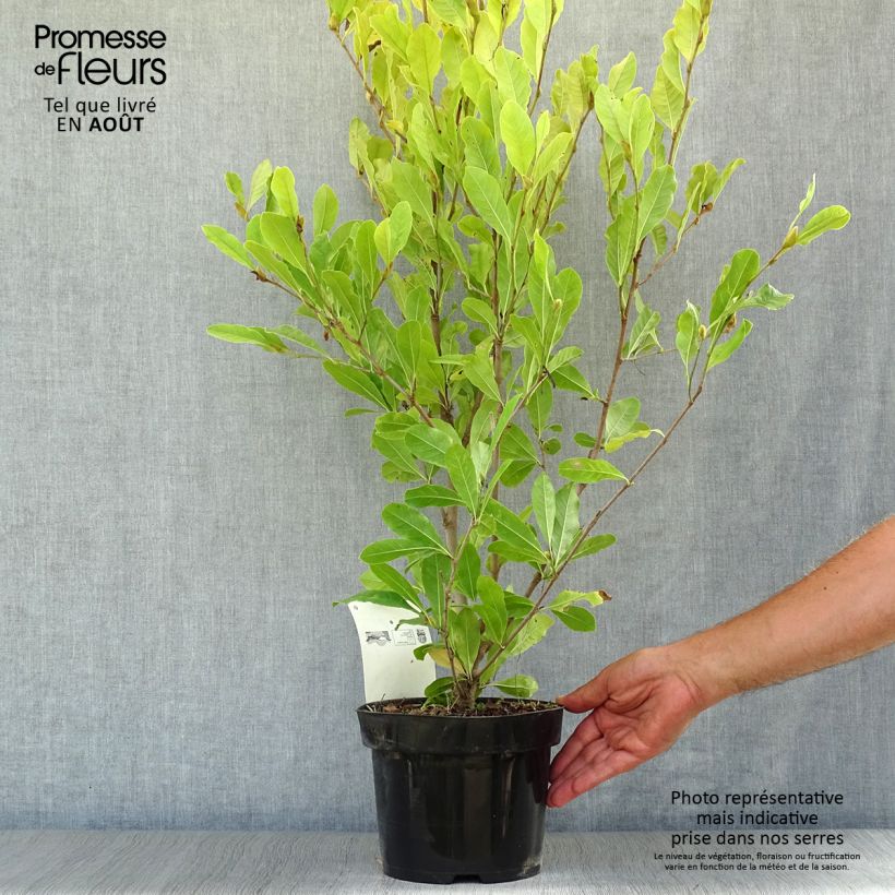 Esemplare di Magnolia stellata Royal Star Vaso da 3L/4L consegnato in estate
